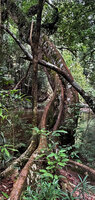 Dipterocarpus oblongifolius, buttresses prolonged in narrow oval shaped trunk in cross section due to strong development of tension reaction wood, Tahan river, Taman Negara, Malaysia