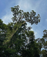 Dipterocarpus oblongifolius, crown of this tall rheophytic tree bending above the Tahan river, Taman Negara, Malaysia