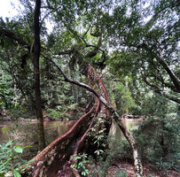 Dipterocarpus oblongifolius, long flat buttresses fixing this rheophytic tree on the banks, prolonged by the narrow vertical upper trunk due to tension reaction wood, Tahan river, Taman Negara, Malaysia