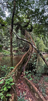 Dipterocarpus oblongifolius, long tall narrow buttresses prolonged by narrowed trunk due to tension reaction wood, Tahan river, Taman Negara, Malaysia