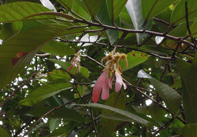 Dipterocarpus oblongifolius, maturing fruits, Kenyir lake, Malaysia