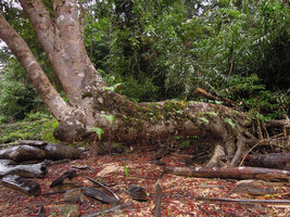 Dipterocarpus oblongifolius on the banks of Kenyir lake, Malaysia