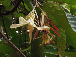 Dipterocarpus oblongifolius, Tflower and maturing fruits, Kenyir lake,  Malaysia