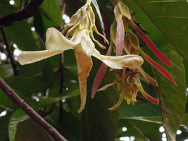 Dipterocarpus oblongifolius, the Neram, flower and young fruits, Taman Negara, Malaysia