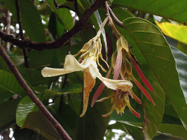 Dipterocarpus oblongifolius, the Neram, flower, young fruits and leaves, Taman Negara, Malaysia