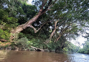 Dipterocarpus oblongifolius, the Neram, installed on the banks in the flood zone of Tahan river, one of the few tall rheophytic trees, Taman Negara, Malaysia