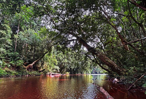 Dipterocarpus oblongifolius, the Neram, the trunks bending at 45° above Tahan river, thus creating a green tunnel, Taman Negara, Malaysia