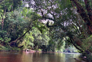 Dipterocarpus oblongifolius, trunks arching above the Tahan river, stabilized on the banks due to narrow tall buttresses and tension reaction wood  along the trunk, Taman Negara, Malaysia