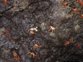Dipterocarpus oblongifolius, withered flowers fallen on the rocky banks of Kenyir lake, Malaysia