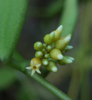 Dischidia calva, inflorescence and flower close-up, Railay, Krabi, Thailand