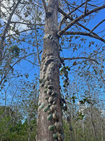 Dischidia imbricata, a climbing epiphyte with toghtly appressed shingle leaves, Bauro, Lautem, Nino Konis Santana NP, Timor Leste