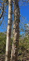 Dischidia imbricata, an epiphytic liana climbing along tree trunk, Bauro, Lautem, Nino Konis Santana NP, Timor Leste
