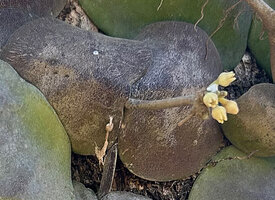 Dischidia imbricata, inflorescence axis with a group of flowers at anthesis, Bauro, Lautem, Nino Konis Santana NP, Timor Leste