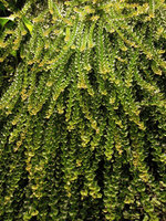 Dischidia ruscifolia close-up, Vertical Garden, Sofitel Palm Jumeirah, Dubai