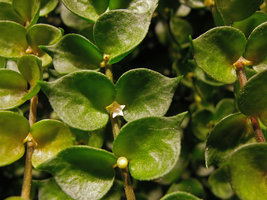 Dischidia ruscifolia flower, Vertical Garden, Sofitel Palm Jumeirah, Dubai
