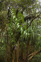 Dissochaeta sp., liana with terminal hanging infructescences, Harau valley, West Sumatra