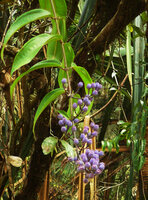 Dissochaeta sp., liana with terminal hanging infructescences, pale purple berries, Harau valley, West Sumatra