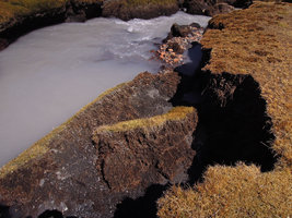 Distichia muscoides and other Angiosperms accumulating deep peat, at 4100 m asl in a  swamp of the Altiplano, Cuzco, Peru