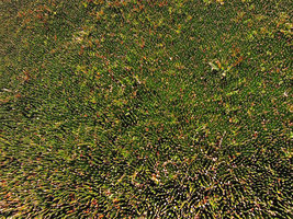 Distichia muscoides, close up from top of the large densely crowded stems creating peat Angiosperm deep deposits, at 4100 m asl in a  swamp of the Altiplano, Cuzco, Peru