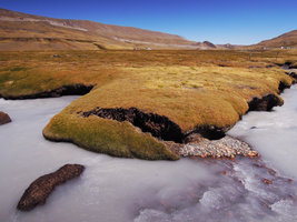 Distichia muscoides, large densely crowded stems creating peat Angiosperm deep deposits, at 4100 m asl in a  swamp of the Altiplano, Cuzco, Peru