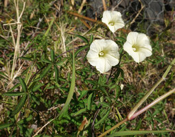 Distimake quinquefolius, Lake Chamo, Arba Minch, Ethiopia