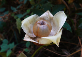 Distimake tuberosus, the Wood Rose, translucent capsule surrounded by the dry accrescent sepals, Le Ouaki, Saint Louis, La Réunion,
