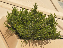 Dodonaea viscosa, KAFD Conference Center, Riyadh, Saudi Arabia