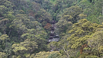Doona (syn. Shorea) gardneri as the dominant species in the forest canopy on the slopes above a forest stream, 1500 m asl, Maskeliya, Sri Lanka