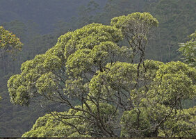 Doona (syn. Shorea) gardneri, dome shaped crownlet exhibiting progressive downward shoots and branchlet necrosis leading to bifurcations at the origin of the main branches, 1500 m asl, Maskeliya, Sri Lanka