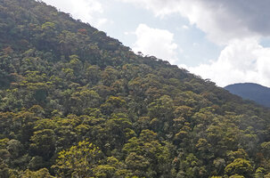 Doona (syn. Shorea) gardneri, dominant population, the trees exhibiting crown shyness between them and each crown tree exhibiting crownlet shyness, 1500 m asl, Maskeliya, Sri Lanka