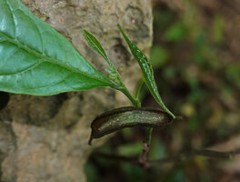 Dorstenia alta, boat shaped inflorescence with dark purple margins of the receptacle, Amboni caves, Tanga, Tanzania