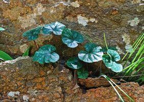Dorstenia barnimiana in rock fissure, Kisensegere, Rukwa, 1200 m asl, Tanzania
