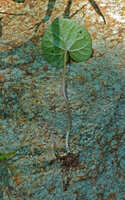 Dorstenia barnimiana, leaf blade with marginal hydathodes, fleshy petiole and small tuber, Kisensegere, Rukwa, 1200 m asl, Tanzania