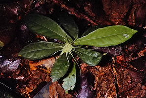 Dorstenia barteri var. multiradiata on forest floor, Campo, Cameroon