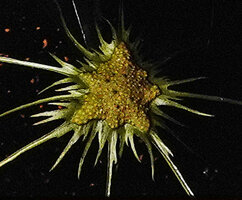 Dorstenia barteri var. multiradiata, receptacle with filaments at the periphery and flowers and maturing fruits in the center, Campo, Cameroon