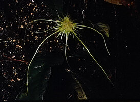Dorstenia barteri var. multiradiata, receptacle with multiple long and short filaments, Campo, Cameroon
