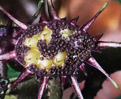 Dorstenia cf. holstii, mature fruits ready to expulse the nut and dark purple receptacle with wilted male flowers exposing dry anthers, Sanje Waterfall, Udzungwa NP, Tanzania