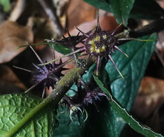 Dorstenia cf. holstii, maturing infructescences, Sanje Waterfall, Udzungwa NP, Tanzania