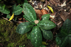 Dorstenia choconiana, flowering individual, Aguateca, Petexbatun, Peten, Guatemala