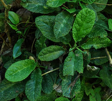 Dorstenia choconiana flowering on vertical earth bank, Chitocan, Alta Verapaz, Guatemala