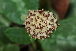 Dorstenia choconiana, mature infructescence, a coenanthium like an open Ficus sycone, Aguateca, Petexbatun, Peten, Guatemala