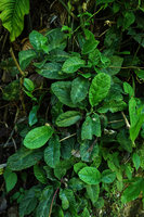 Dorstenia choconiana on vertical earth bank, Chitocan, Alta Verapaz, Guatemala