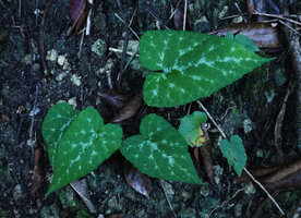 Dorstenia contrajerva, a form with deltoid maculate leaves, Las Lagunas, Flores, Guatemala)