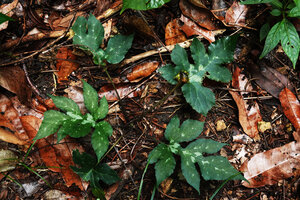Dorstenia contrajerva, a form with lobed leaves, Las Lagunas, Flores, Guatemala
