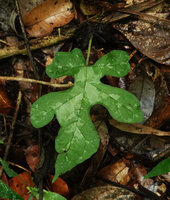 Dorstenia contrajerva, a form with shallowly lobed leaves, Las Lagunas, Flores, Guatemala
