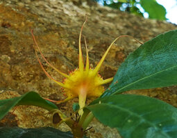 Dorstenia cuspidata, bright yellow receptacle with arachnoid appendages, Kisensegere, Rukwa, 1200 m asl, Tanzania