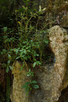 Dorstenia hildebrandtii in a humus pocket on karst, Amboni caves, Tanga, Tanzania