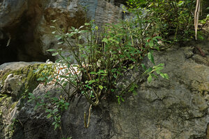 Dorstenia hildebrandtii, multiple succulent basal stems on karst, Amboni caves, Tanga, Tanzania