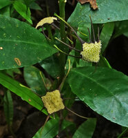 Dorstenia holstii, white receptacle and long blackish arms, Amani, East Usambara, Tanzania