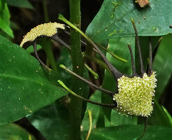 Dorstenia holstii, white receptacle, the male flowers exposing the anthers and long blackish arms ending green, Amani, East Usambara, Tanzania